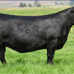 Embryos: SAV 004 Density 4336 X Coleman Donna 077
