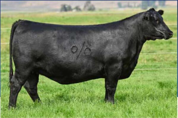 Embryos: SAV 004 Density 4336 X Coleman Donna 077