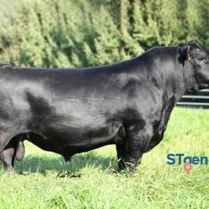 Myers Fair-N-Square M39 - Sexed Female