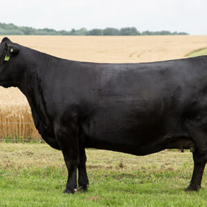 Embryos: SAV 004 Density 4336 X Blackcap May B845