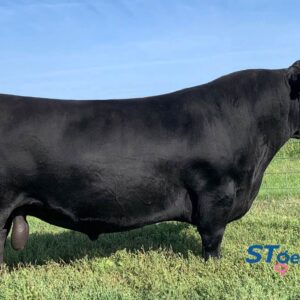 SAV Raindance -Sexed Female