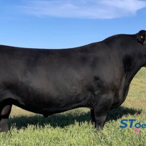 SAV Territory - Sexed Female