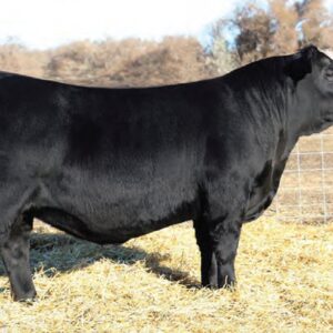 SAV America Made 0079