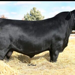 SAV Double Wide 0861