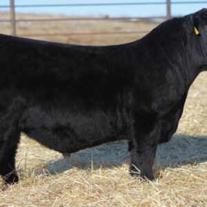 Brooking Firebrand 6068