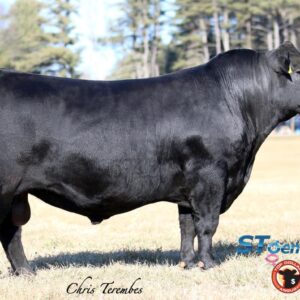 QHF WWA Black Onyx 5Q11