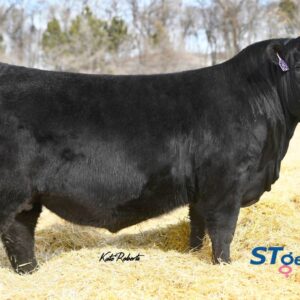 Ellingson Prolific